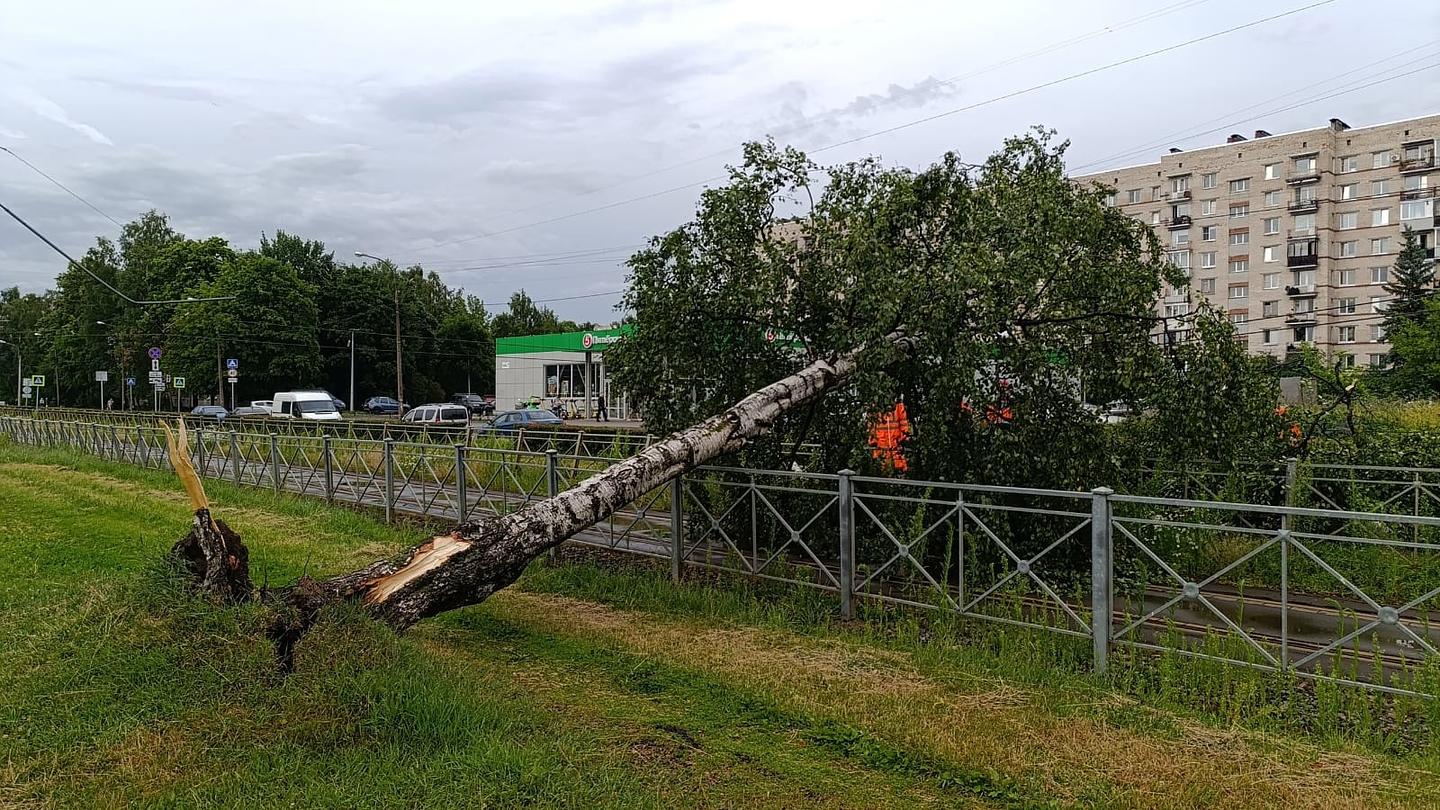 Ураган в Петербурге повалил 293 дерева